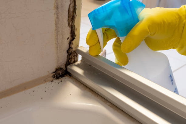 Best Basement Mold Removal  in Matamoras, PA